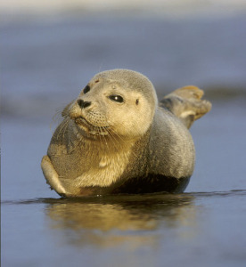 SEAL